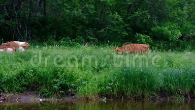 奶牛在河边的森林里自牧。 牛，草，青菜，水.. 牲畜和繁殖。 手持射击。 <strong>我来了</strong>